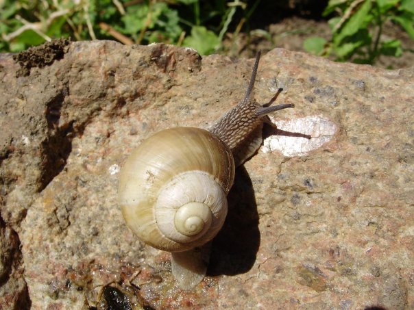 Helix lutescens Rossmässler, 1837, Подольская возвышенность, Украина